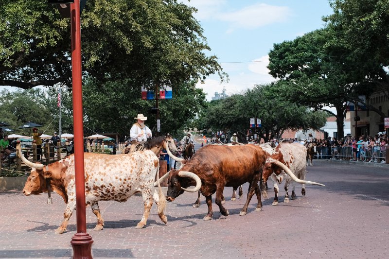 2024 Fort Worth Stockyards